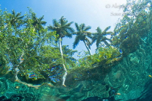 Palms with water by Alejandro Topete 